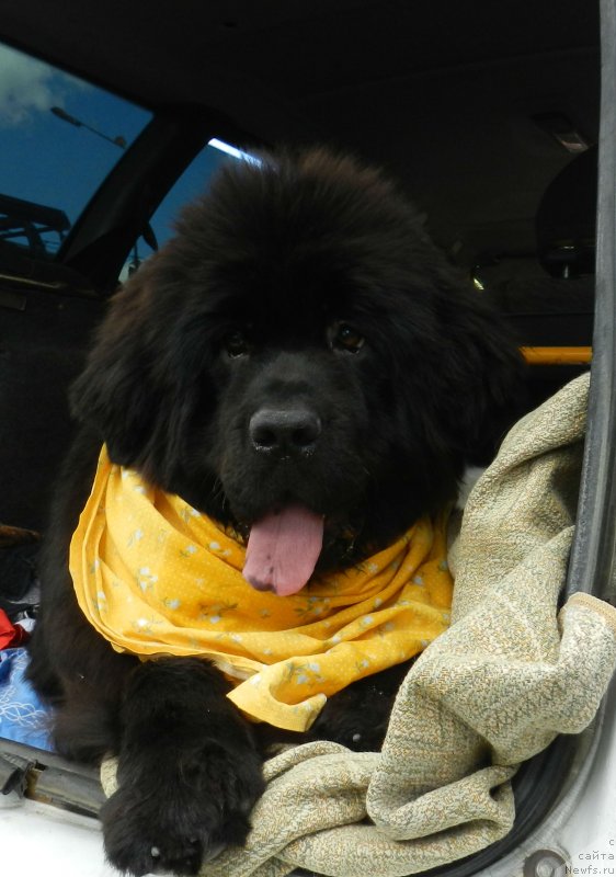 Фото: ньюфаундленд Ih Vyisochestvo Divnaya Carica (Их Высочество Дивная Царица)