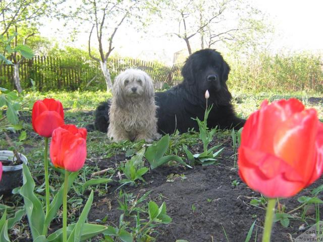 Фото: ньюфаундленд Arman'yak Dushi Moey (Арманьяк Души Моей)