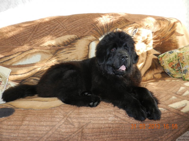 Фото: ньюфаундленд Ih Vyisochestvo Divnaya Carica (Их Высочество Дивная Царица)
