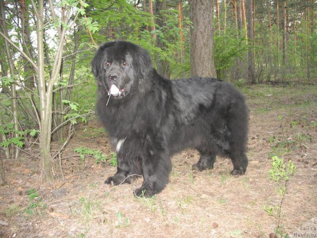 Фото: ньюфаундленд Hamyeni iz Medvej'ego yara (Хамэни из Медвежьего яра)