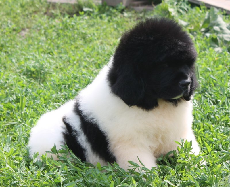 Фотография № 130985