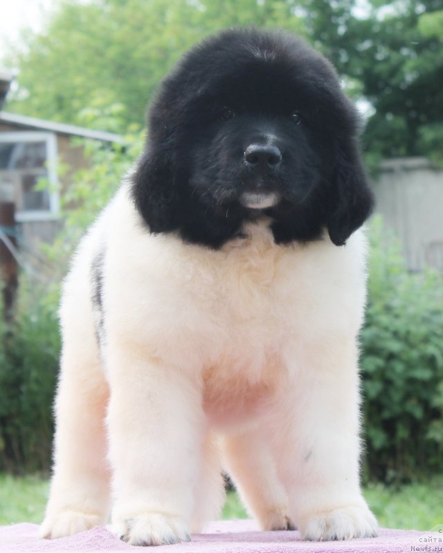 Фото: ньюфаундленд Fiamettahauz  Nunki (Фиаметтахауз Нунки), ньюфаундленд Flagman ot Sibirskogo Medvedja (Флагман от Сибирского Медведя)