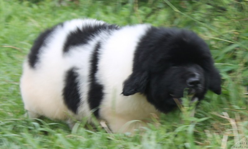 Фото: ньюфаундленд Fiamettahauz  Nunki (Фиаметтахауз Нунки), ньюфаундленд Flagman ot Sibirskogo Medvedja (Флагман от Сибирского Медведя)