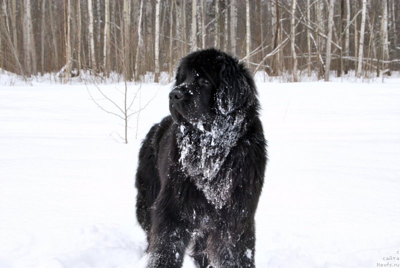 Фото: ньюфаундленд Antey Grand Pobeditel' (Антей Гранд Победитель)