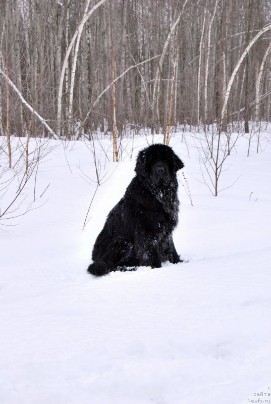 Фото: ньюфаундленд Antey Grand Pobeditel' (Антей Гранд Победитель)