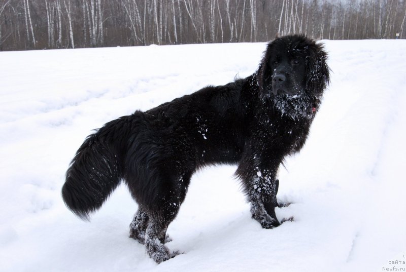 Фото: ньюфаундленд Super Premium Lav Mi Tender (Супер Премиум Лав Ми Тендер)