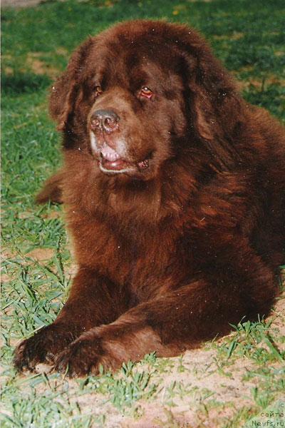 Фото: ньюфаундленд Gryem Alrif Botsveyn (Грэм Алриф Ботсвейн)