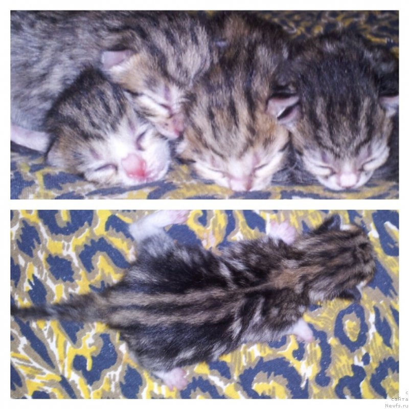 Фотография № 131007