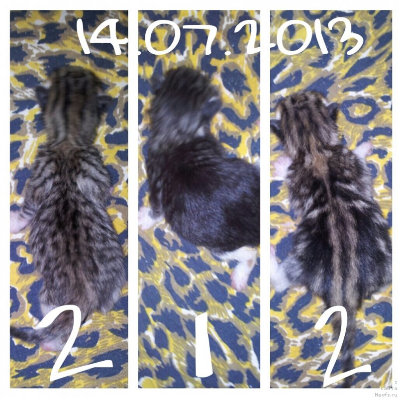 Фотография № 131008