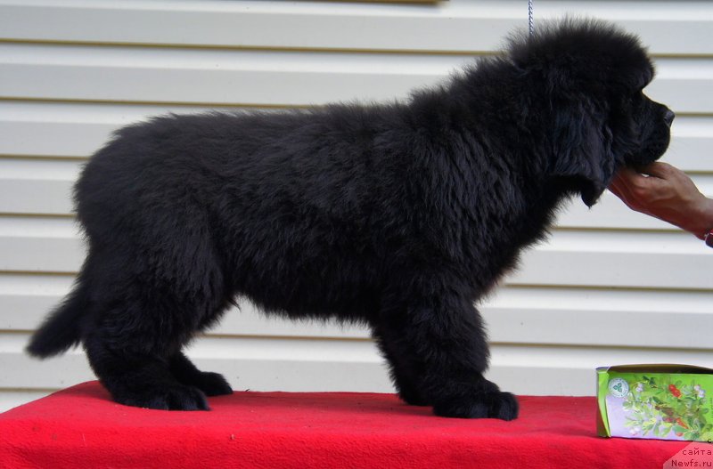 Фото: ньюфаундленд Smigar La Roshal' (Смигар Ла Рошаль)