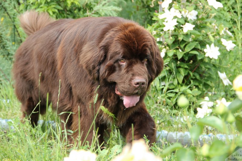 Фото: ньюфаундленд Obush SHed YAntarnyiy Poceluy (Обуш Шед Янтарный Поцелуй)