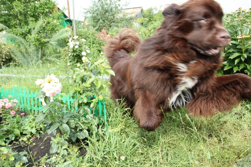 Фото: ньюфаундленд Obush SHed YAntarnyiy Poceluy (Обуш Шед Янтарный Поцелуй)