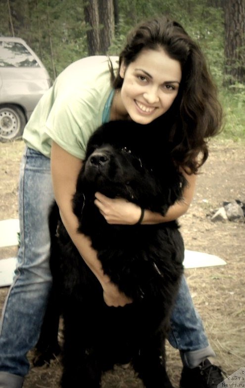 Фото: ньюфаундленд Aleks Dikson (Алекс Диксон), Ирина Аскарова