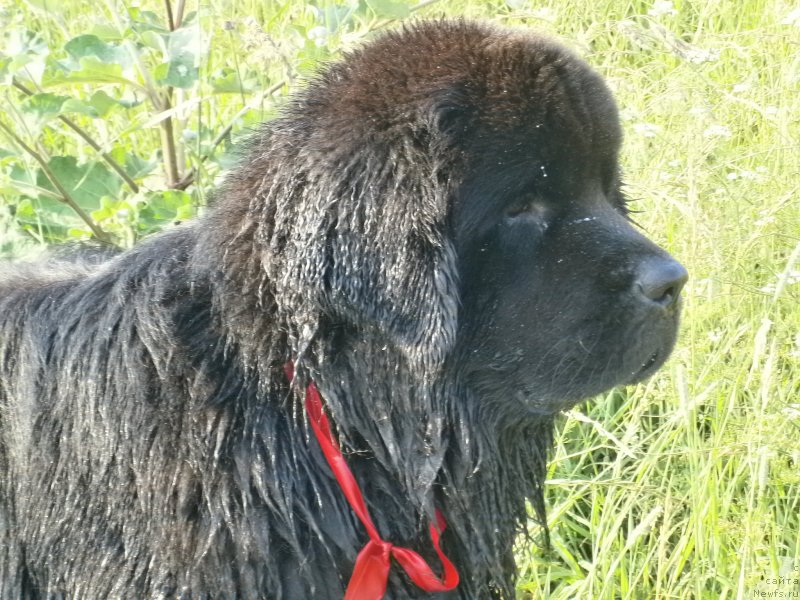 Фото: ньюфаундленд Beguschaya po Volnam Centurion Prior (Бегущая по Волнам Центурион Приор)