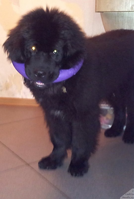 Фото: ньюфаундленд Beguschaya po Volnam Esperanto Etulo CHui (Бегущая по Волнам Есперанто Етуло Чуи)