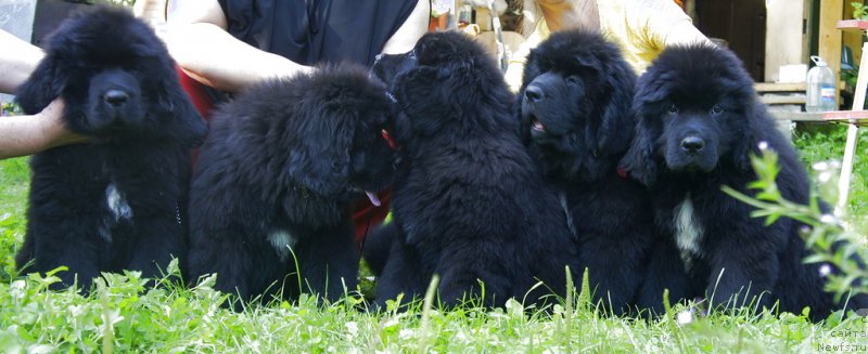 Фото: ньюфаундленд Smigar Love Story (Смигар Лав Стори), ньюфаундленд Smigar Laki Strayk (Смигар Лаки Страйк), ньюфаундленд Smigar Lankom Vizaj (Смигар Ланком Визаж), ньюфаундленд Smigar Larista B'yuti (Смигар Лариста Бьюти), ньюфаундленд Smigar Legenda Vesny (Смигар Легенда Весны)