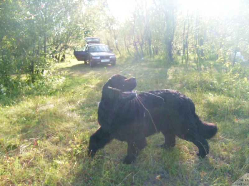 Фото: ньюфаундленд Pchiolkin Dom Dafna (Пчёлкин Дом Дафна)