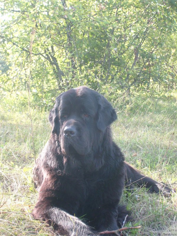 Фото: ньюфаундленд Pchiolkin Dom Dafna (Пчёлкин Дом Дафна)