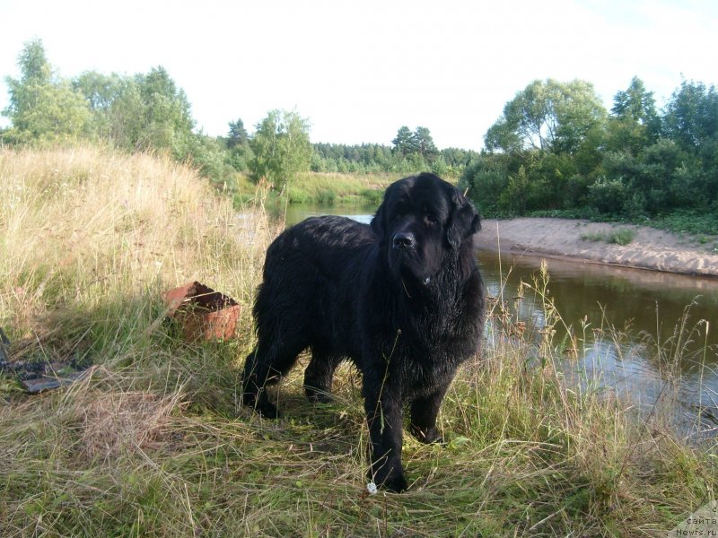 Фото: ньюфаундленд Pchiolkin Dom Dafna (Пчёлкин Дом Дафна)