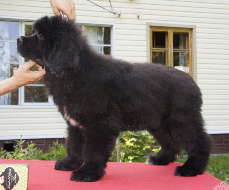 Фото: ньюфаундленд Smigar Love Story (Смигар Лав Стори)