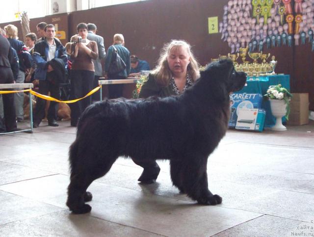 Фото: ньюфаундленд Demetra iz Medvej'ego YAra (Деметра из Медвежьего Яра)