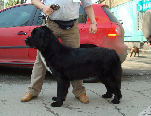 Фото: ньюфаундленд Mag Ispolin Karolina (Маг Исполин Каролина)