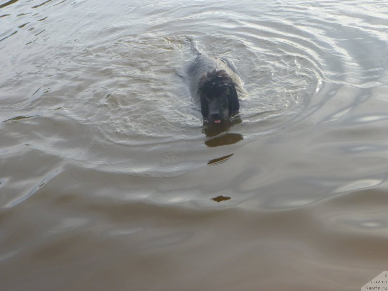 Фото: ньюфаундленд Chernaya Mafia Zesty Betty (Черная Мафия Зесту Бетту)
