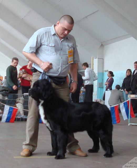 Фото: ньюфаундленд Mag Ispolin Karolina (Маг Исполин Каролина)