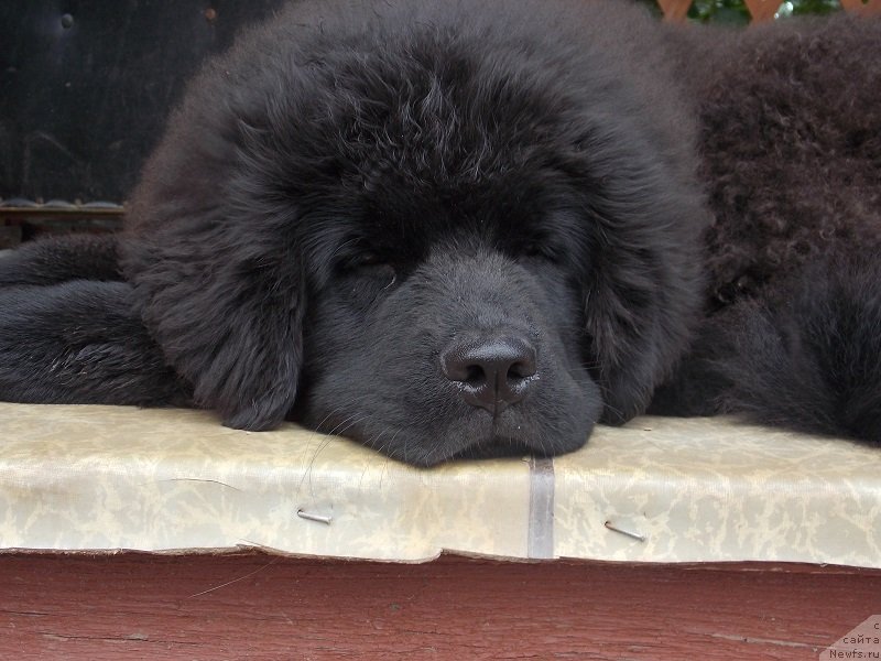 Фото: ньюфаундленд Lepestok Lilii (Лепесток Лилии)