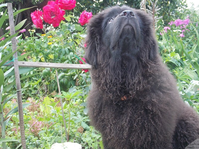 Фотография № 131119