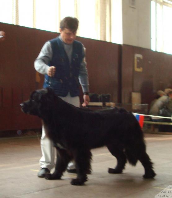 Фото: ньюфаундленд Mag Ispolin Kopperfil'd (Маг Исполин Копперфильд)