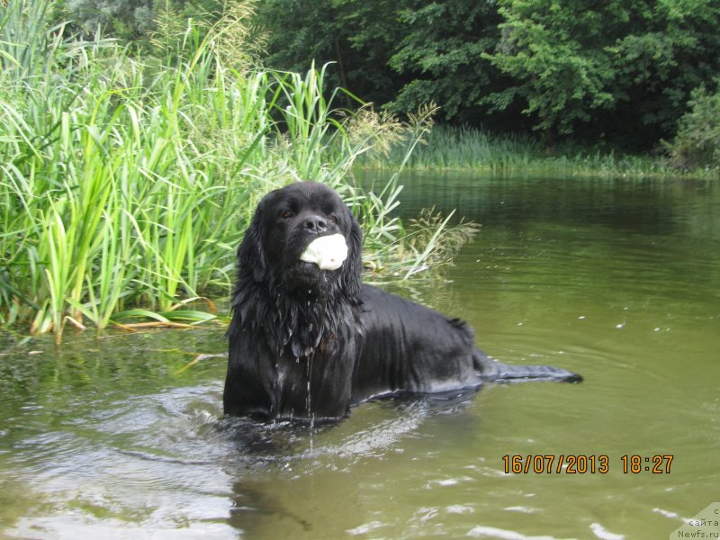Фото: ньюфаундленд CHinua Dekam Laki Dyevil (Чинуа Декам Лаки Дэвил)