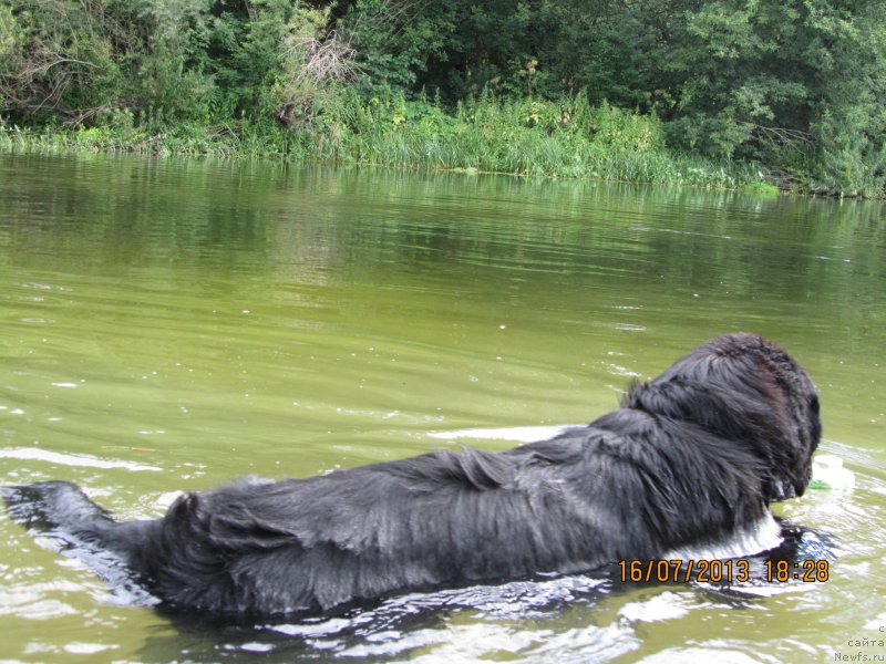 Фото: ньюфаундленд CHinua Dekam Laki Dyevil (Чинуа Декам Лаки Дэвил)