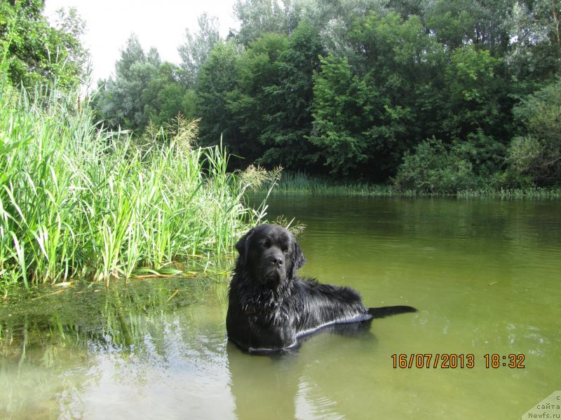 Фото: ньюфаундленд CHinua Dekam Laki Dyevil (Чинуа Декам Лаки Дэвил)