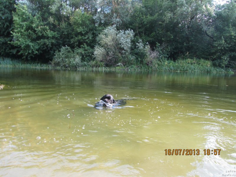 Фото: ньюфаундленд CHinua Dekam Laki Dyevil (Чинуа Декам Лаки Дэвил)
