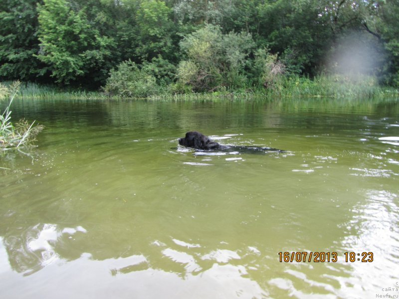 Фото: ньюфаундленд CHinua Dekam Laki Dyevil (Чинуа Декам Лаки Дэвил)