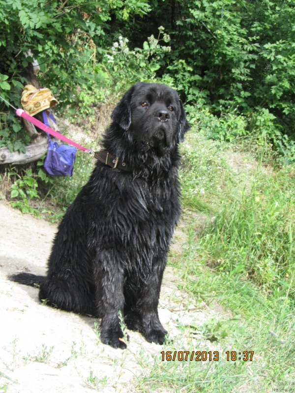 Фото: ньюфаундленд CHinua Dekam Laki Dyevil (Чинуа Декам Лаки Дэвил)