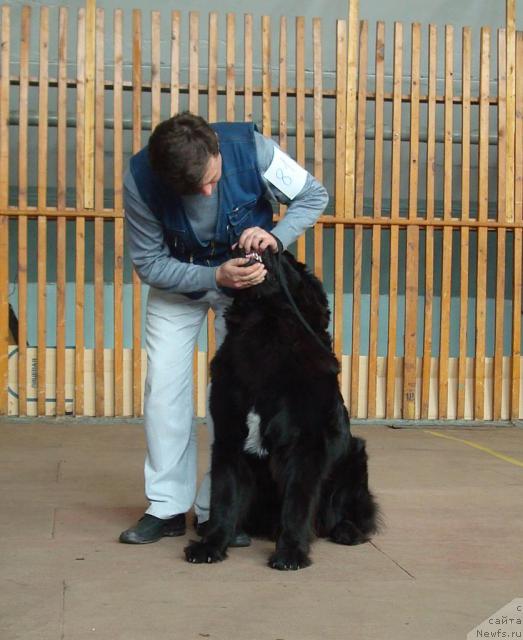 Фото: ньюфаундленд Mag Ispolin Kopperfil'd (Маг Исполин Копперфильд)