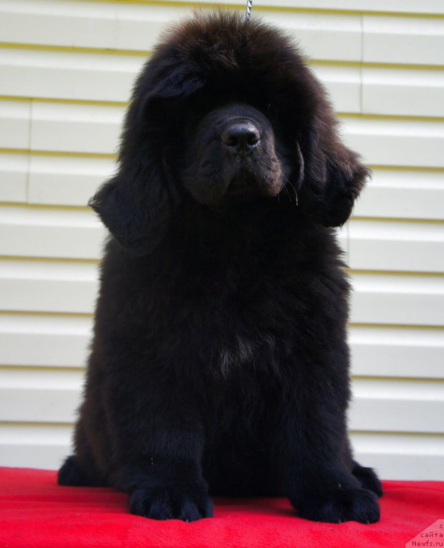 Фото: ньюфаундленд Smigar Laki Strayk (Смигар Лаки Страйк)