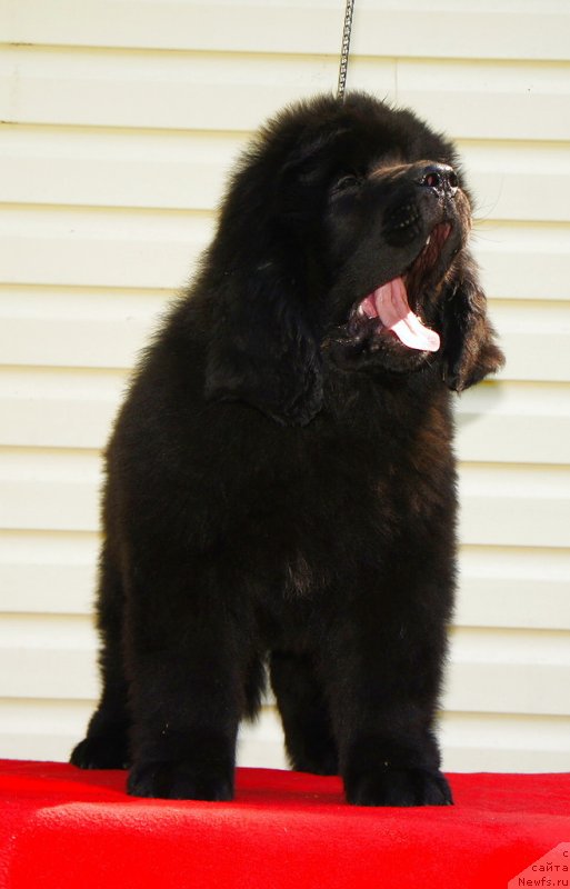 Фото: ньюфаундленд Smigar Laki Strayk (Смигар Лаки Страйк)