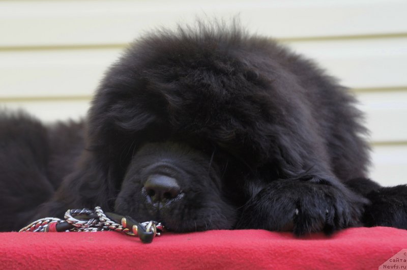 Фото: ньюфаундленд Smigar Lankom Vizaj (Смигар Ланком Визаж)