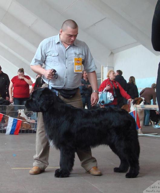 Фото: ньюфаундленд Mag Ispolin Kristofer (Маг Исполин Кристофер)