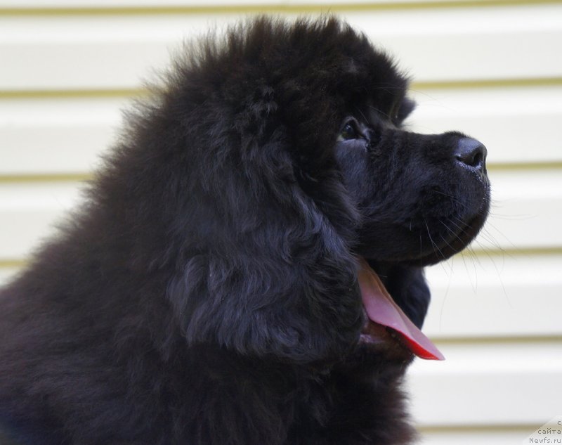 Фото: ньюфаундленд Smigar Lankom Vizaj (Смигар Ланком Визаж)