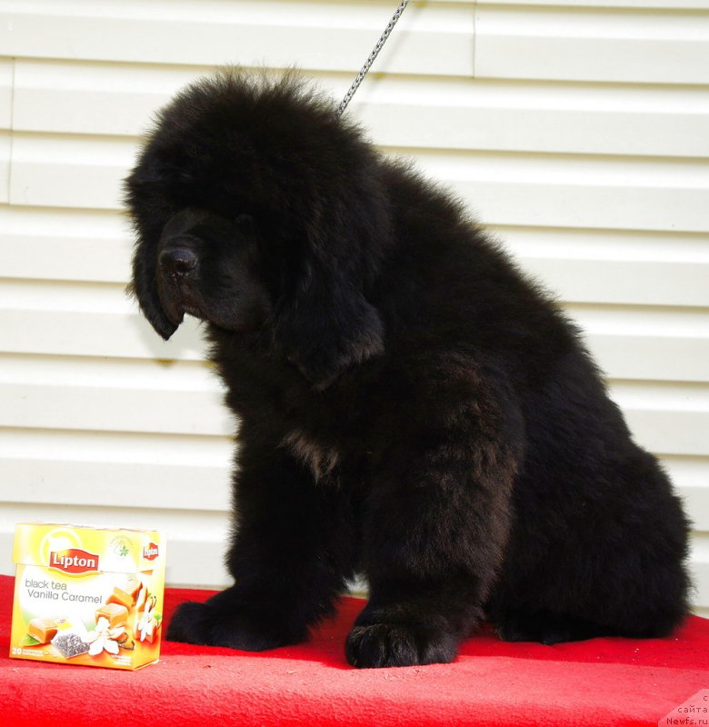 Фото: ньюфаундленд Smigar Legenda Vesny (Смигар Легенда Весны)