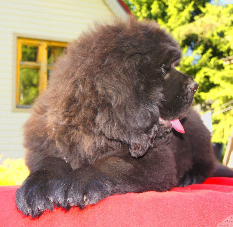 Фото: ньюфаундленд Smigar Larista B'yuti (Смигар Лариста Бьюти)