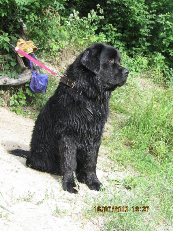 Фото: ньюфаундленд CHinua Dekam Laki Dyevil (Чинуа Декам Лаки Дэвил)