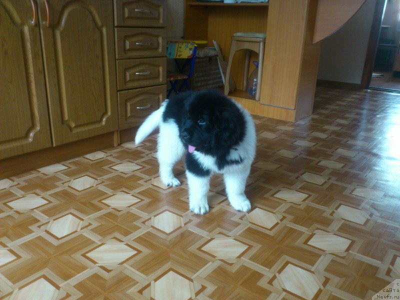 Фото: Аквиан Сонг Карамель