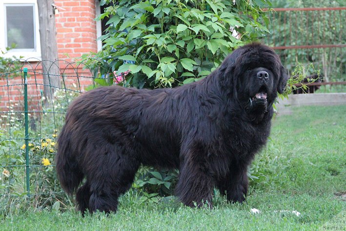 Фото: ньюфаундленд Dodger ot Sibirskogo Medvedja (Доджер от Сибирского Медведя)