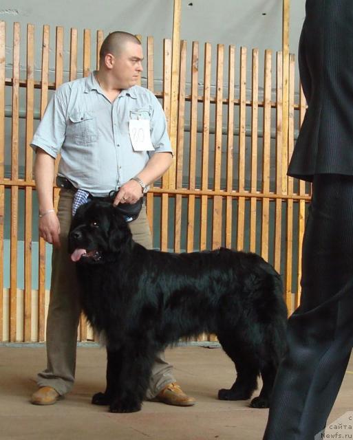 Фото: ньюфаундленд Mag Ispolin Kristofer (Маг Исполин Кристофер)