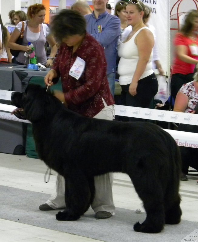 Фото: ньюфаундленд Akvatoriya Kelvin Ul'timyeyt (Акватория Келвин Ультимэйт), Darima Achitueva (Дарима Ачитуева)